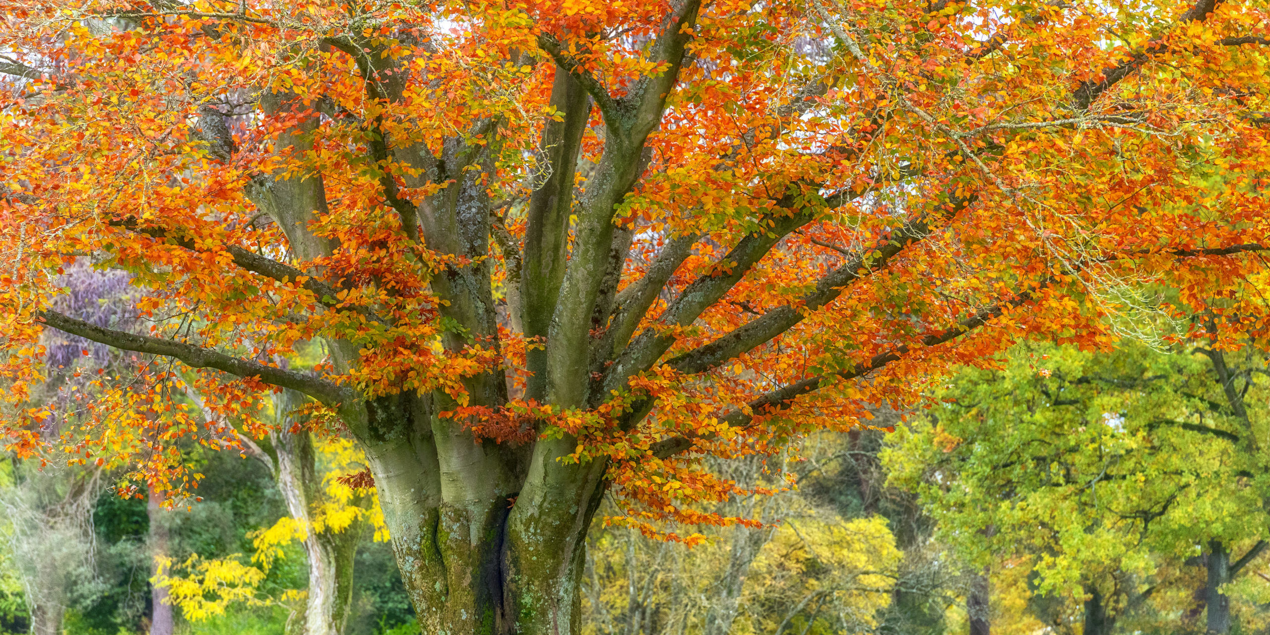 autumn leaves on tree